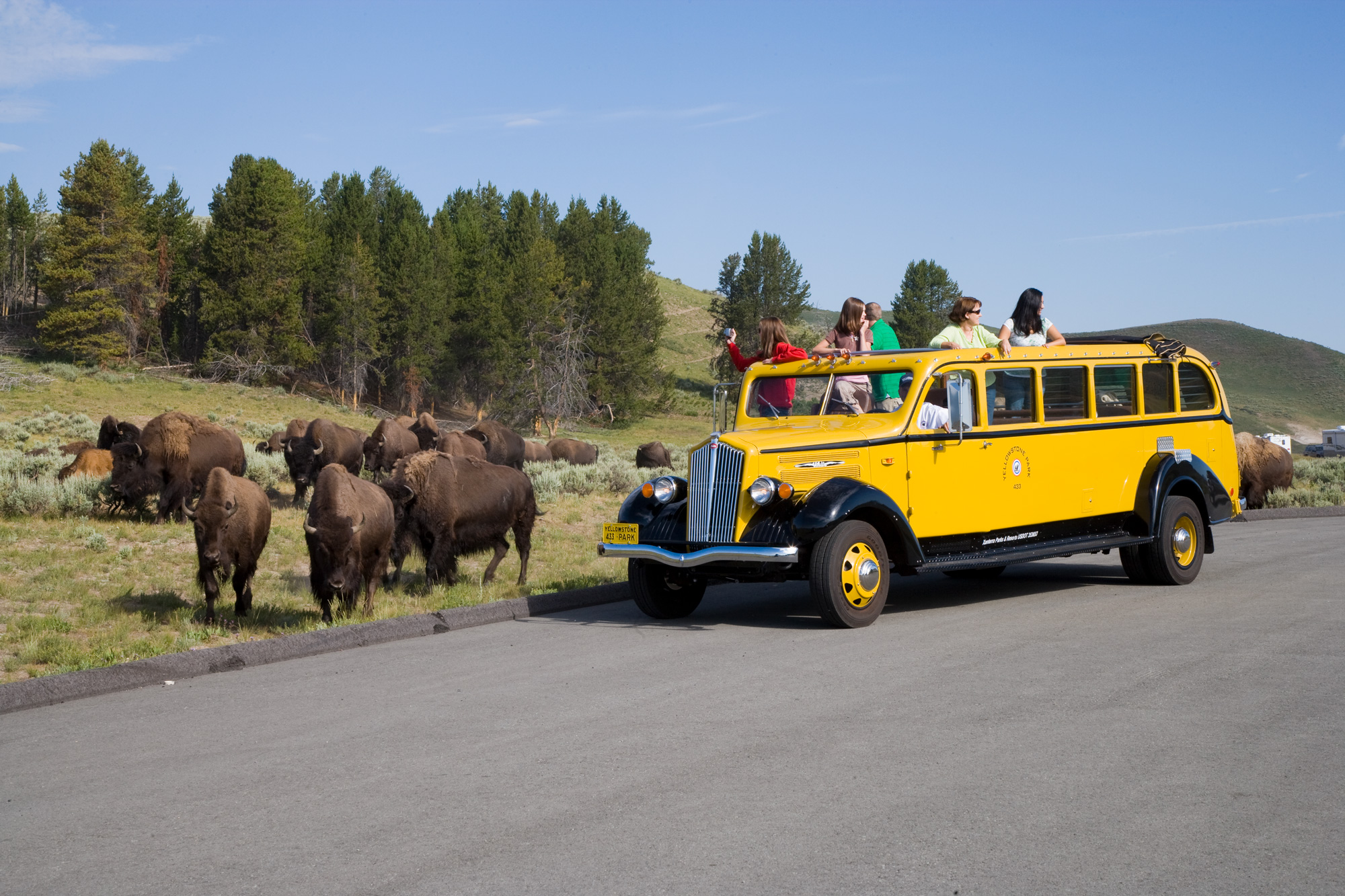 Guided Yellowstone Tours