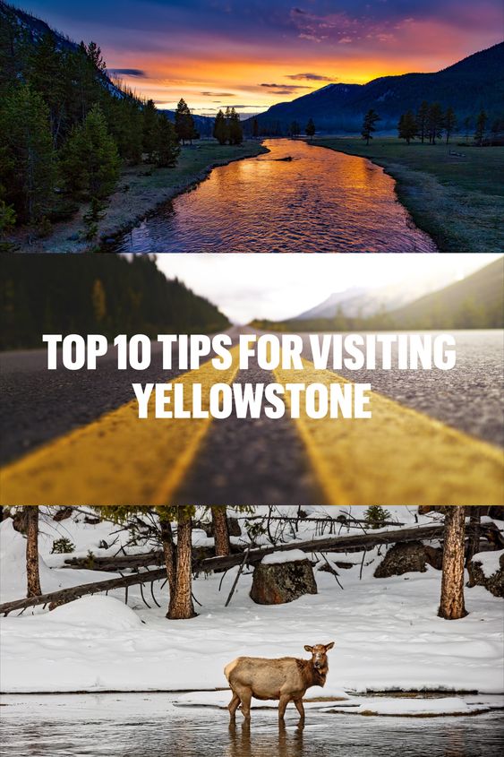 A Locals Top 10 Tips for Visiting Yellowstone