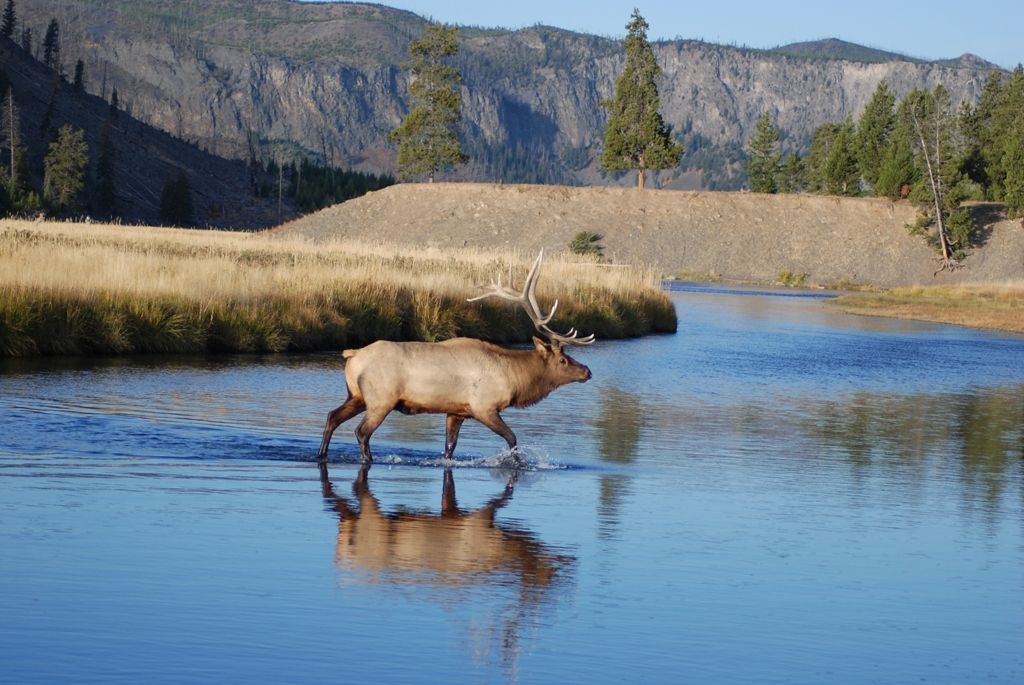 Photo of an elk in a river in Yellowstone National Park